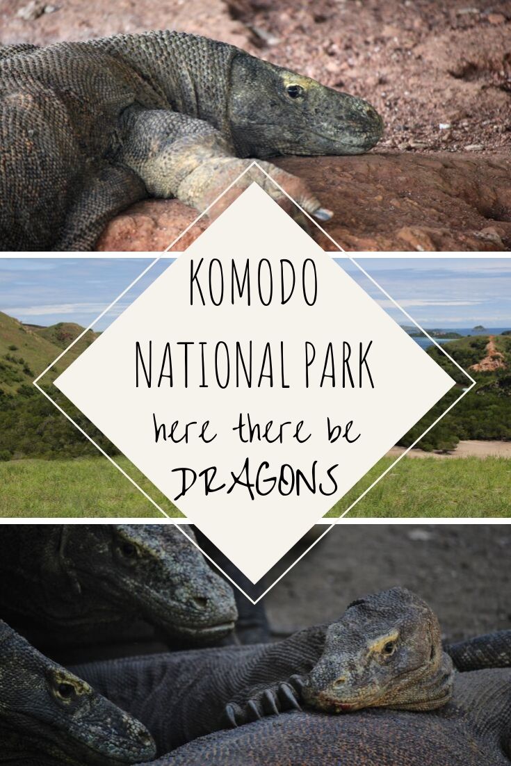 Komodo National Park - Here There Be Dragons - This Wild Life Of Mine