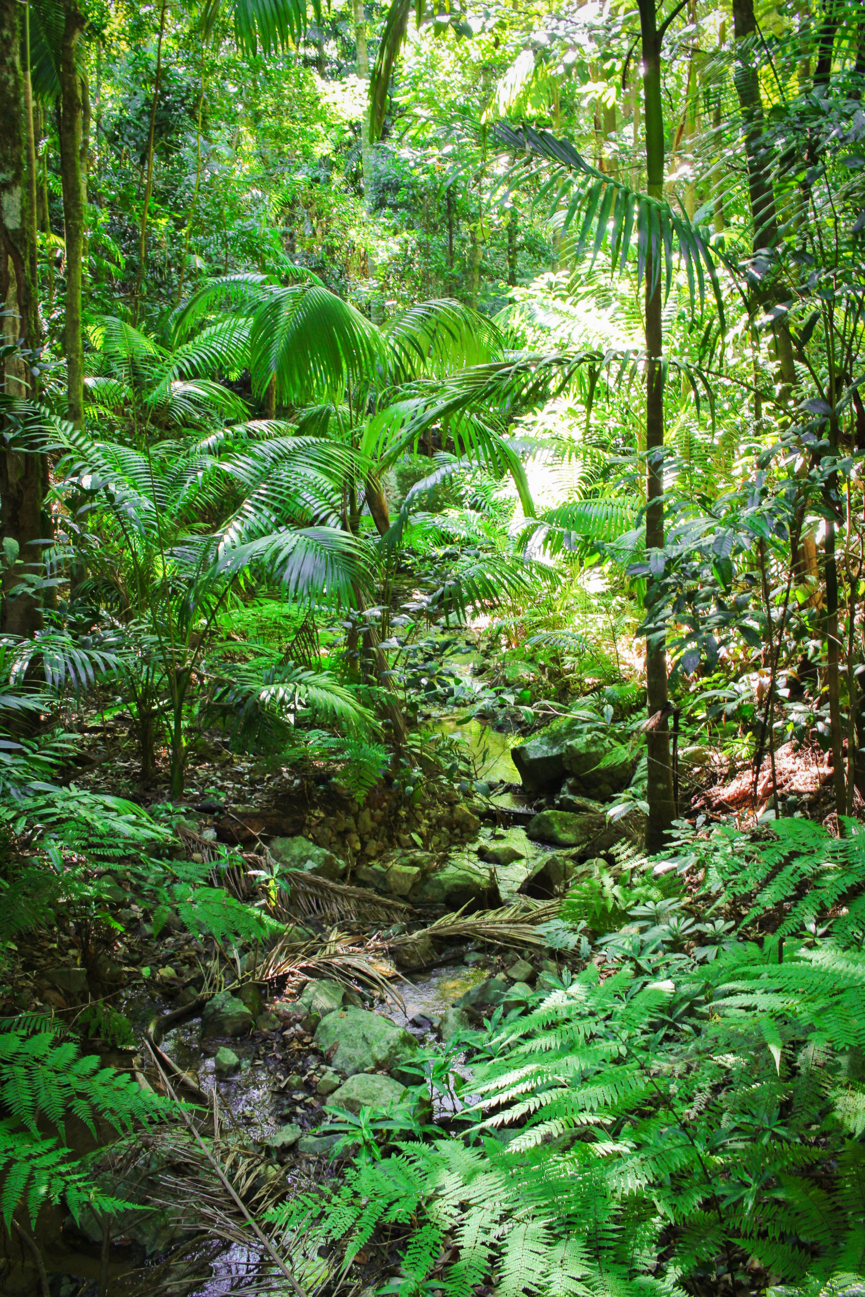 Where to find Platypus - Eungella National Park - This Wild Life Of Mine