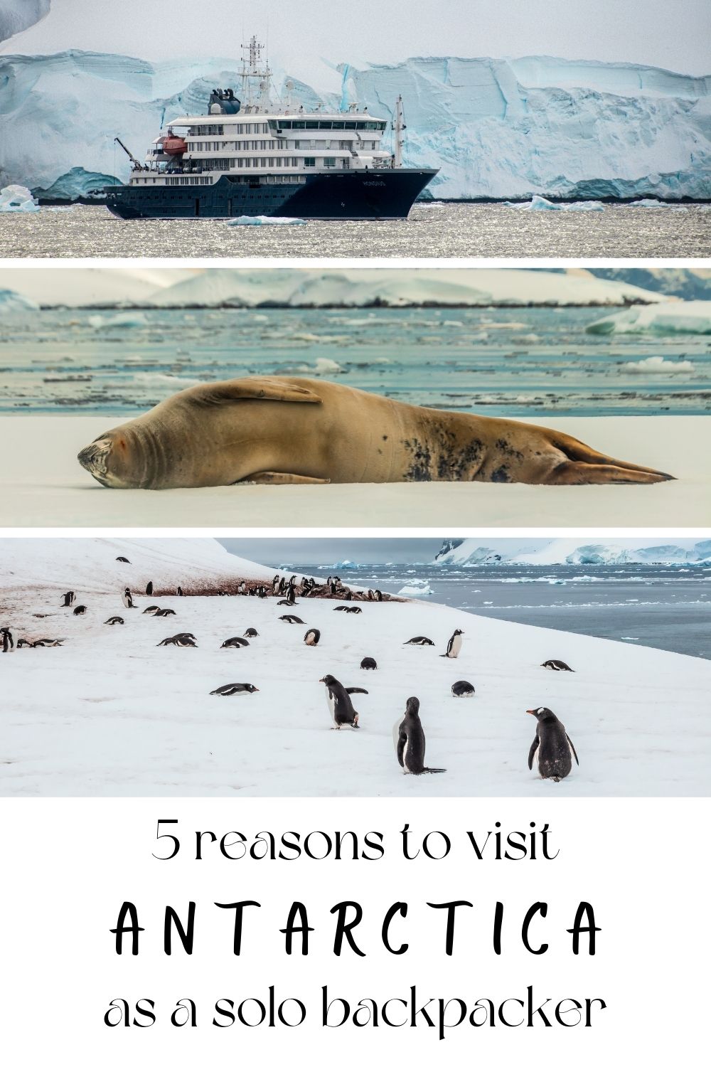 5 Reasons to Visit Antarctica as a Solo Backpacker (and 5 not to ...